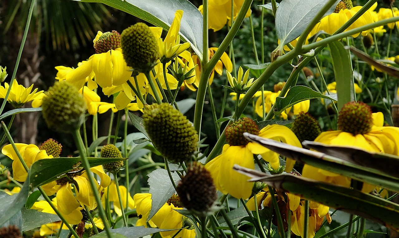 flowers yellow yellow flowers free photo