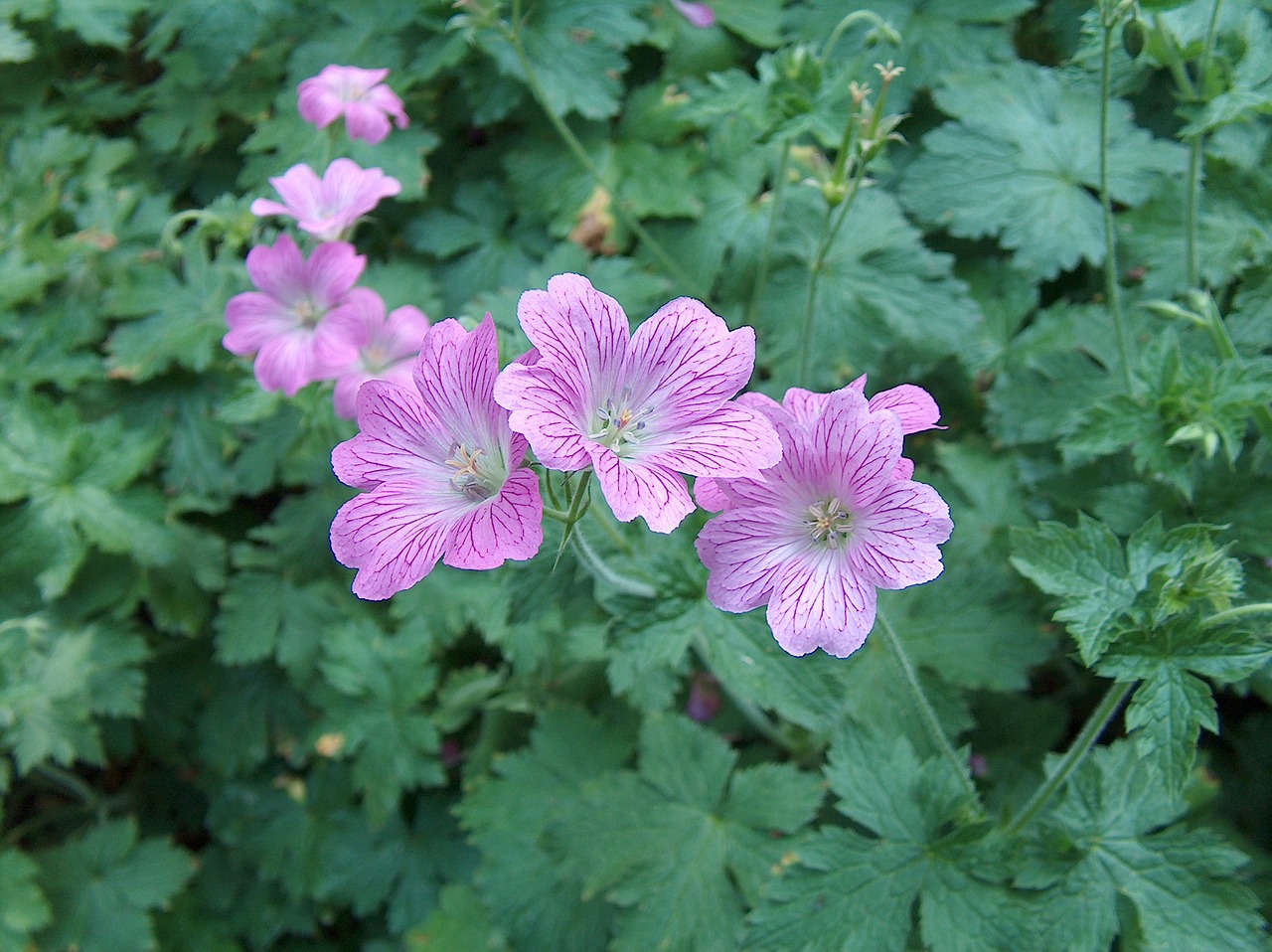 flowers purple purple flowers free photo