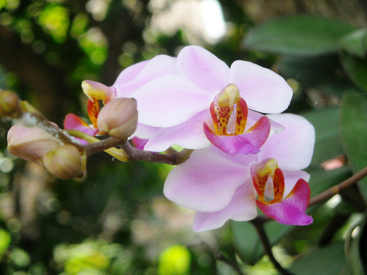 flowers orchid purple free photo