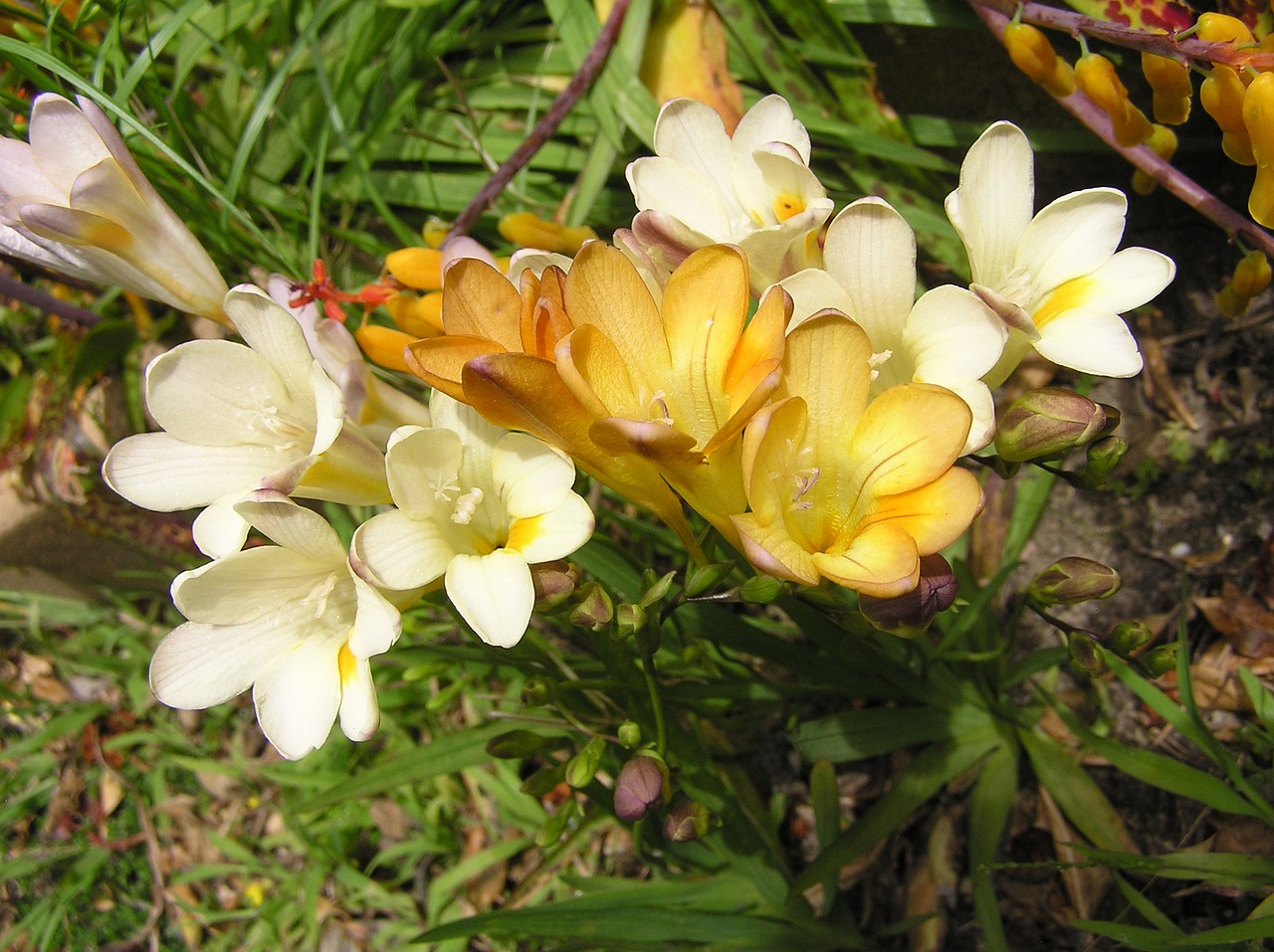 flowers yellow white free photo