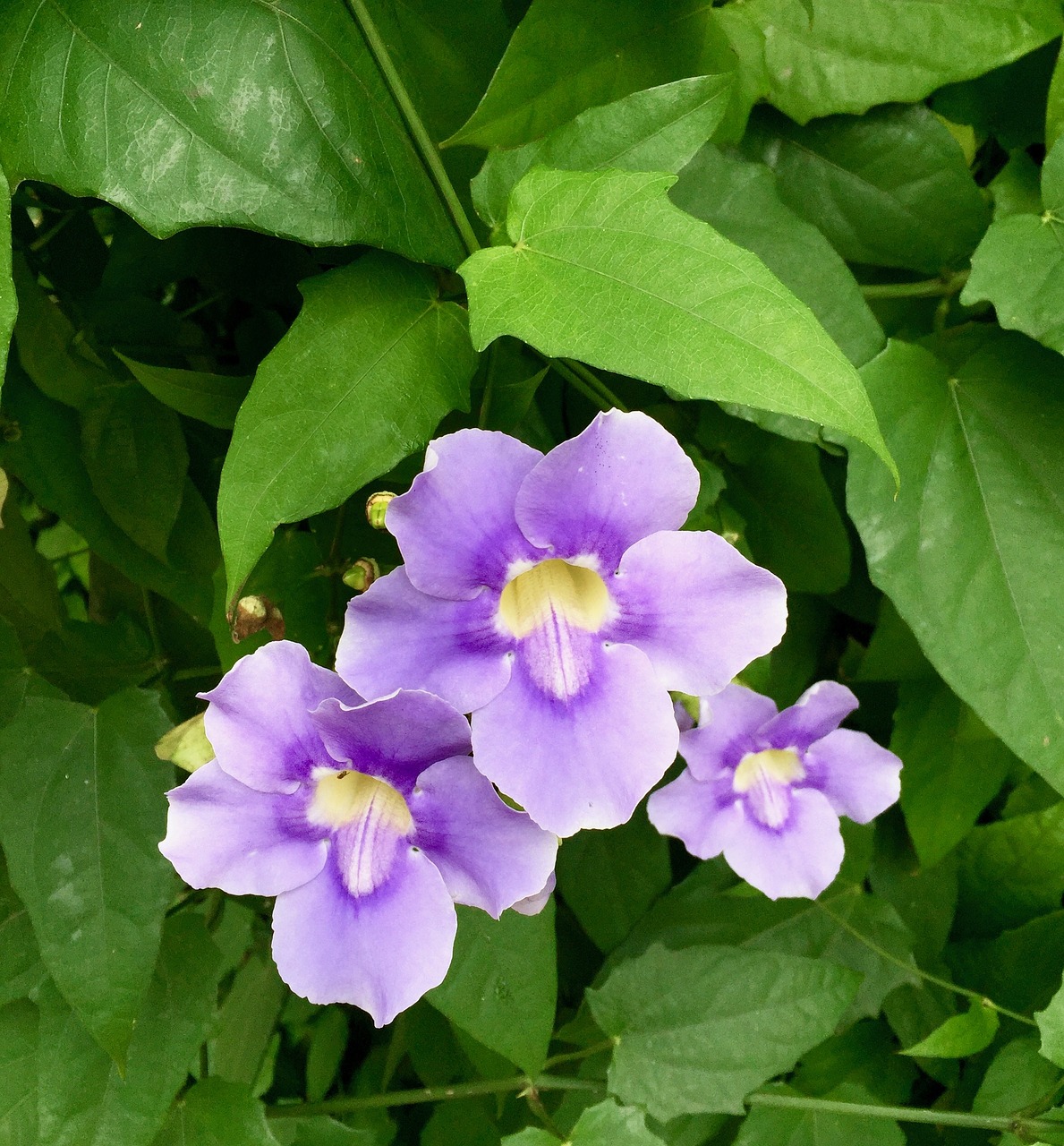 flowers purple flowers purple free photo