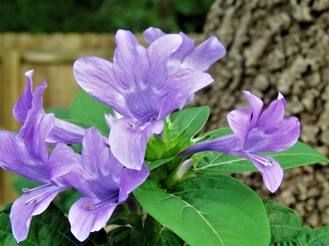 flowers blue garden free photo