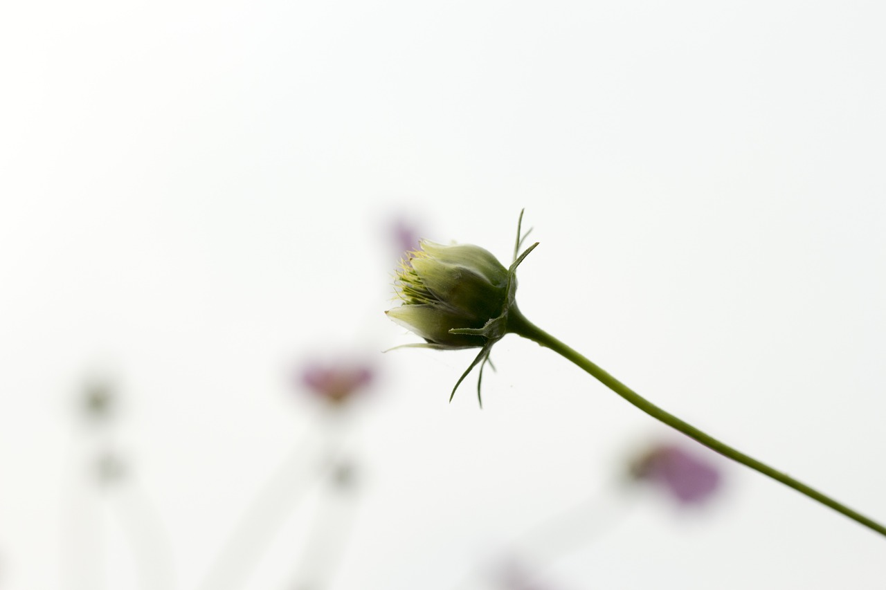 flowers sky autumn free photo