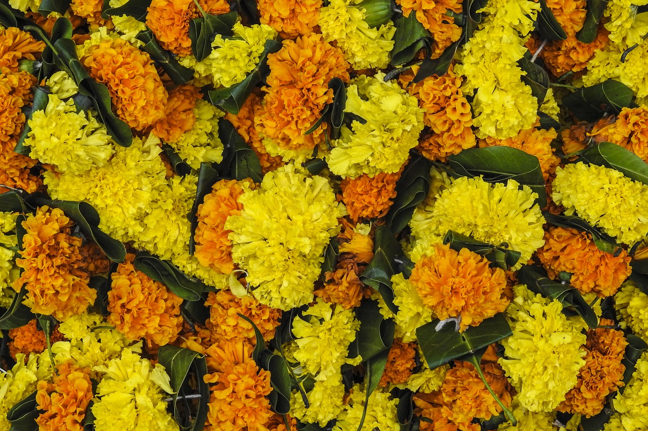 flowers festival indian free photo