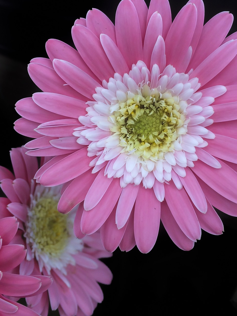 flowers pink pink flowers free photo