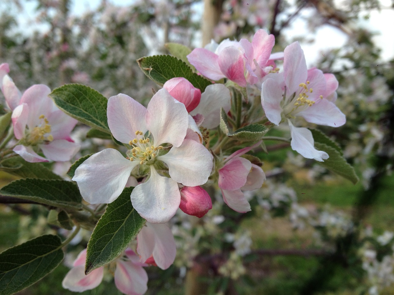 flowers spring nature free photo