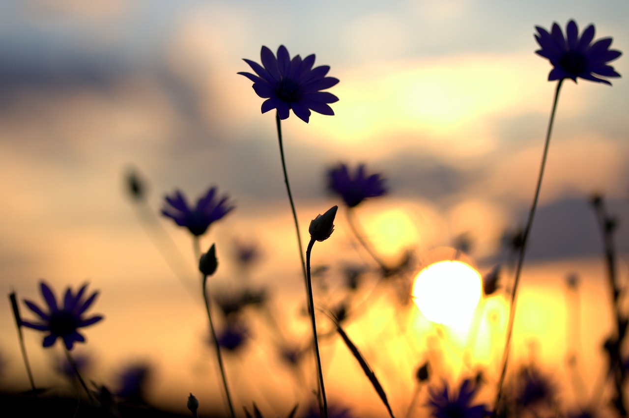 flowers camp sunset free photo