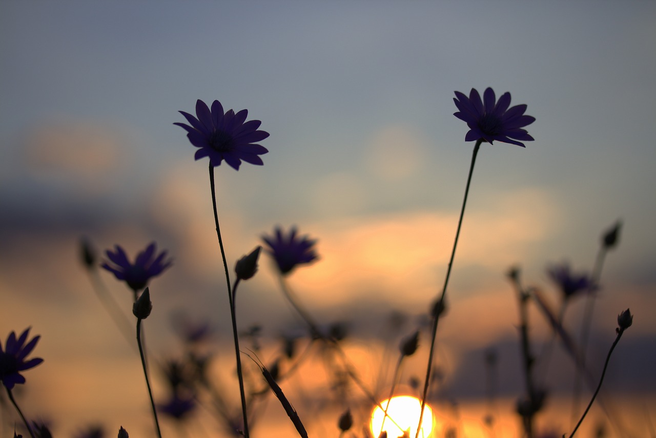 flowers camp sunset free photo