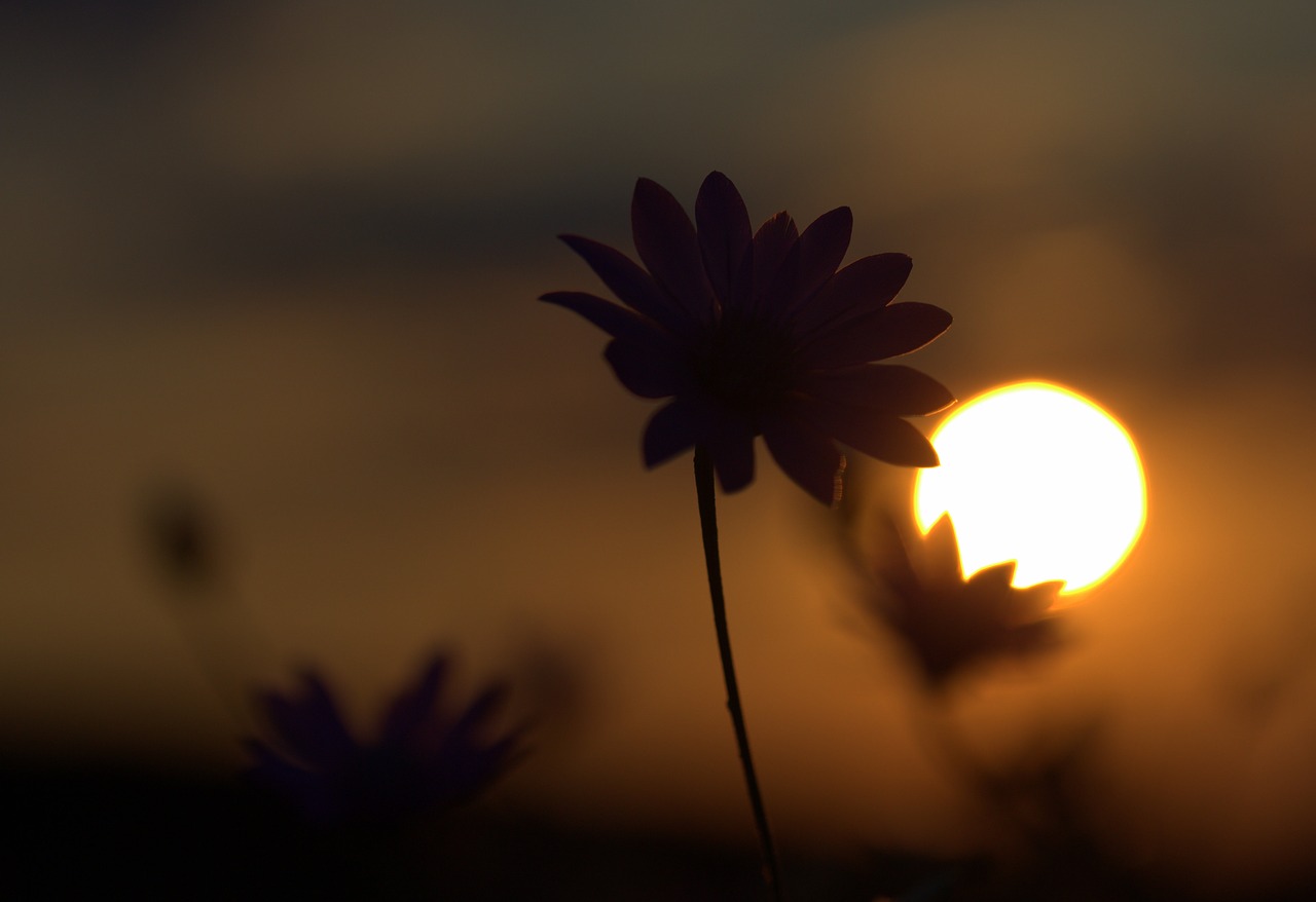 flowers camp sunset free photo