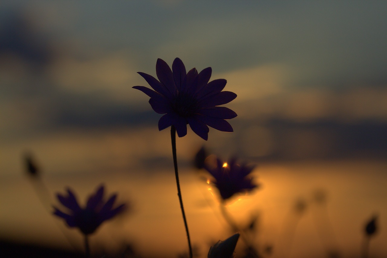 flowers camp sunset free photo