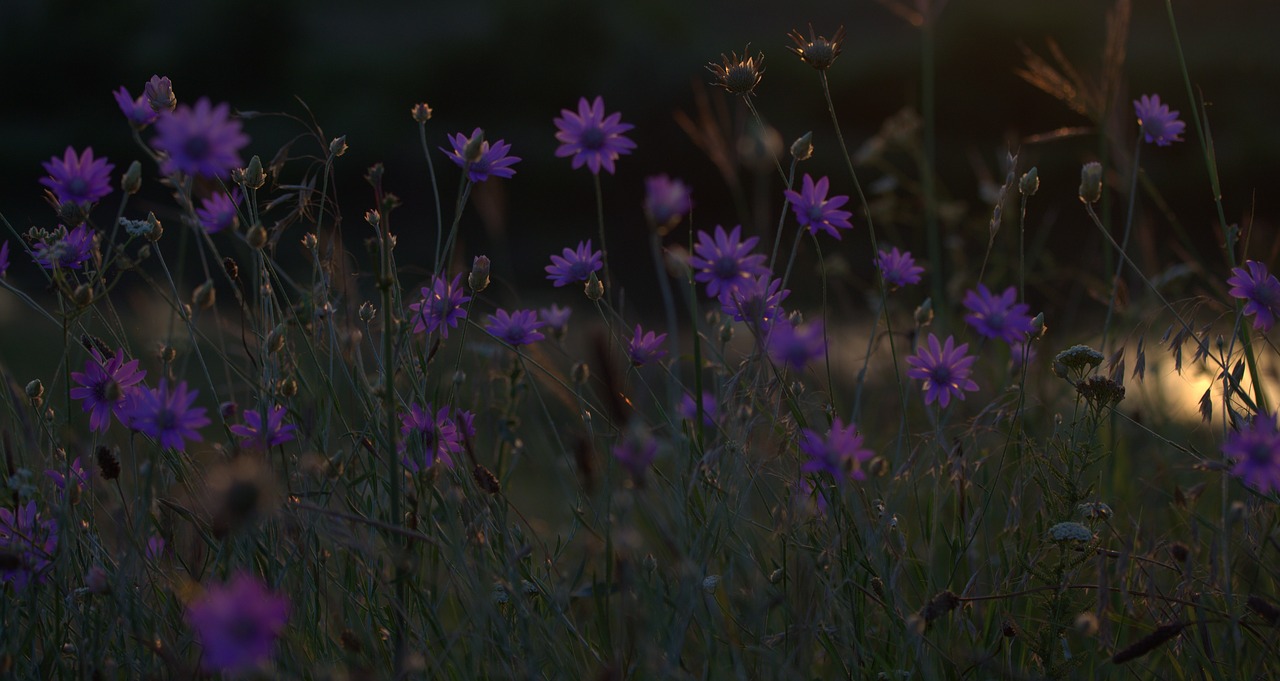 flowers immortelle camp free photo