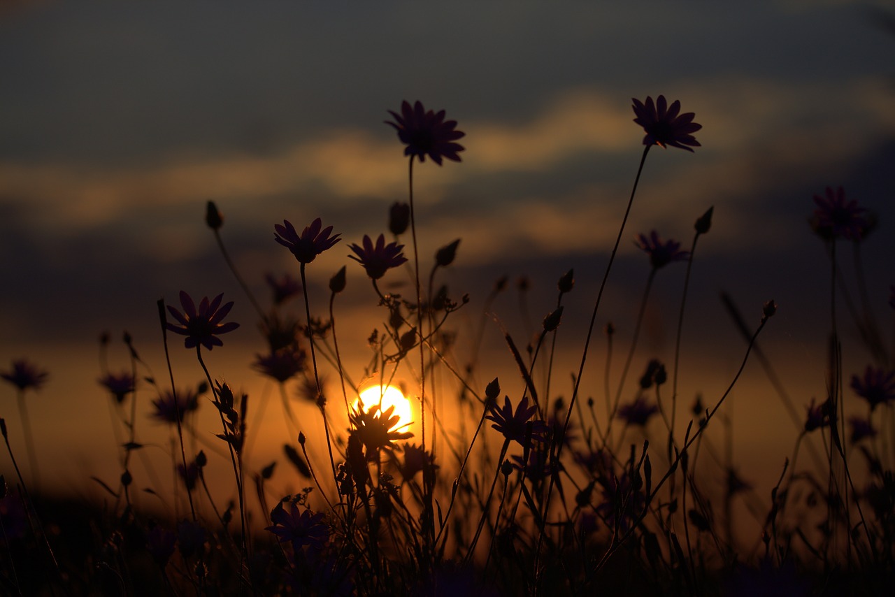 flowers camp sunset free photo