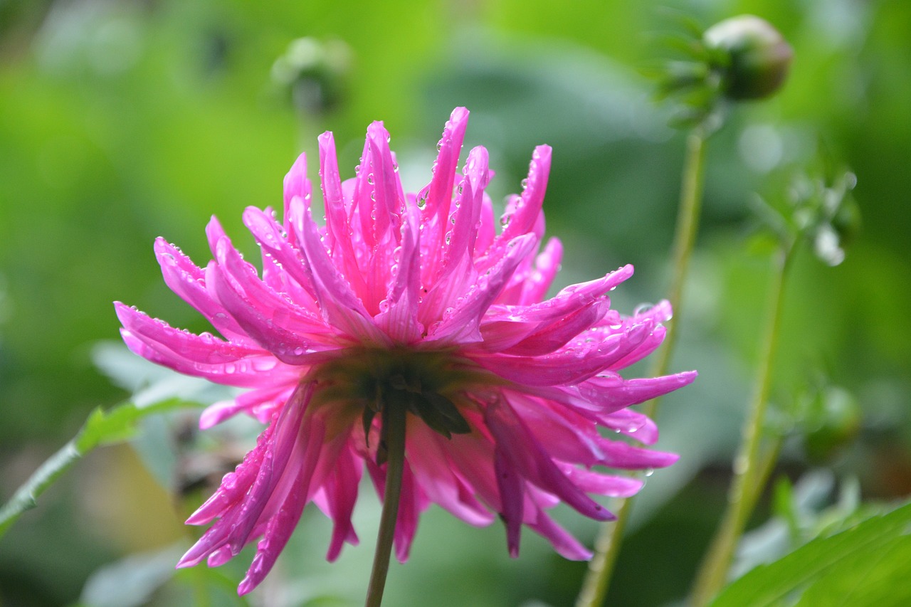 flowers buttons flowers buds free photo