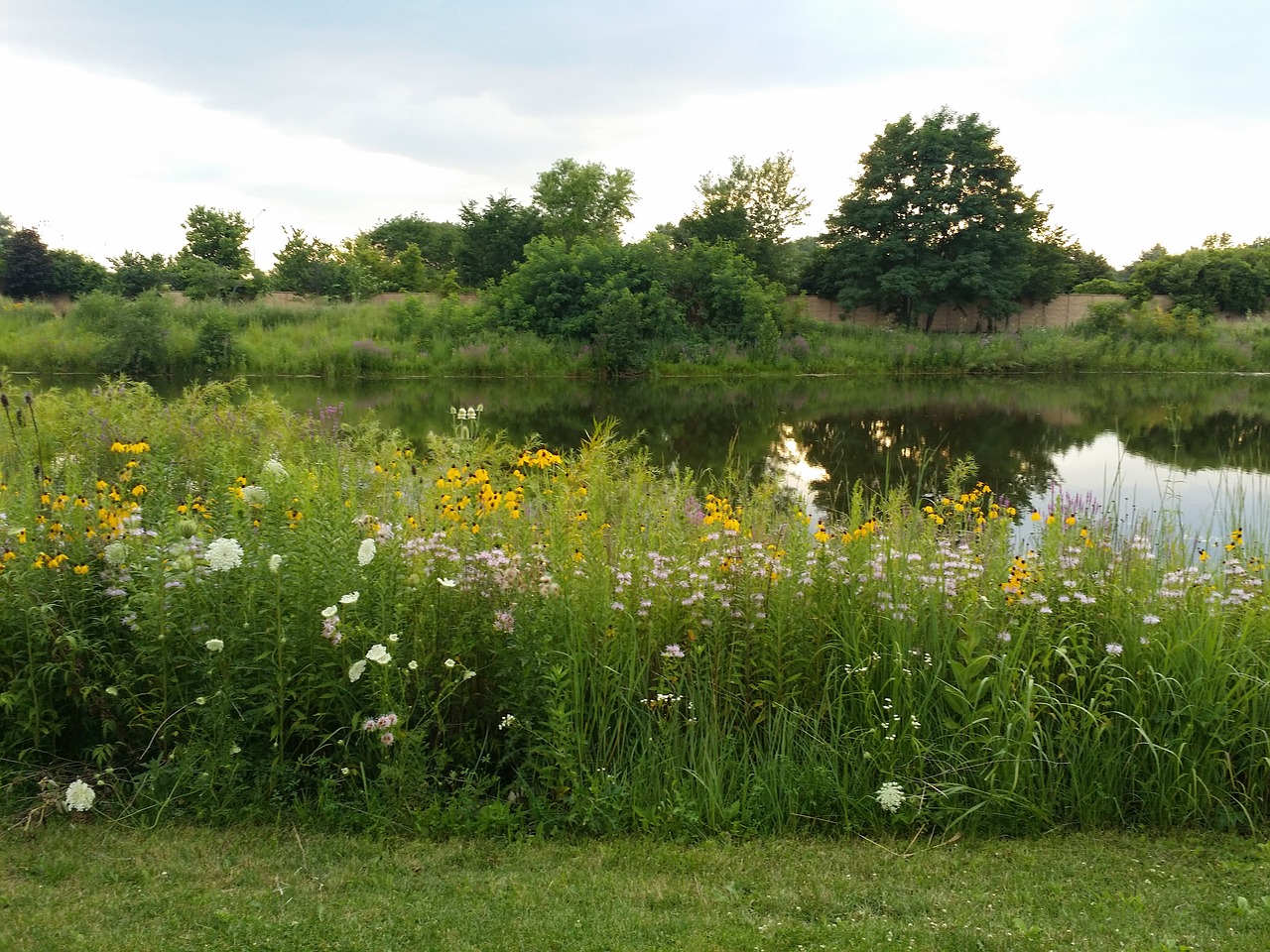 flowers pond trees free photo