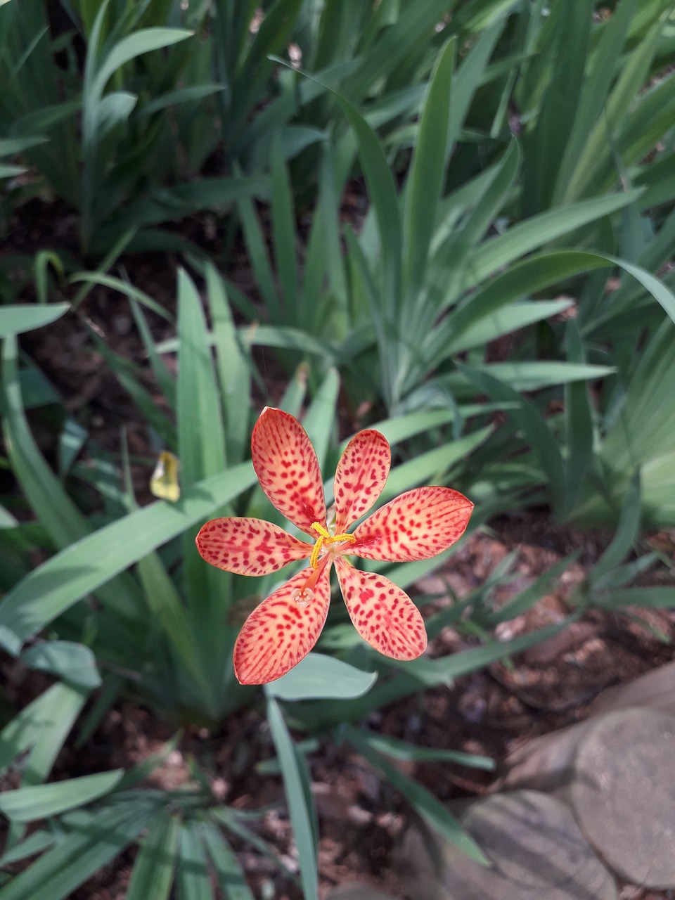 flowers plants nature free photo