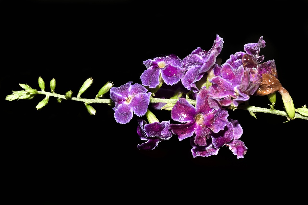 flowers purple guayacan free photo
