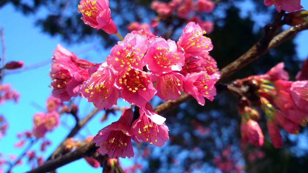 flowers the pink flowers aroma free photo