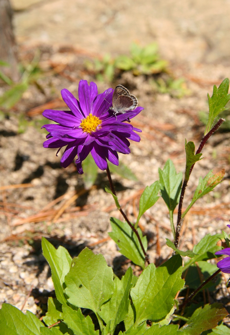 flowers butterfly insects free photo