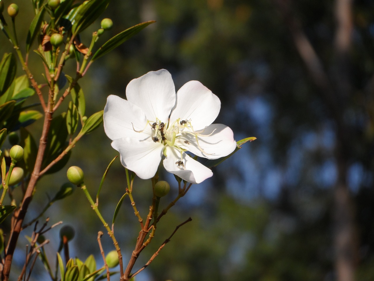 flowers nature life free photo