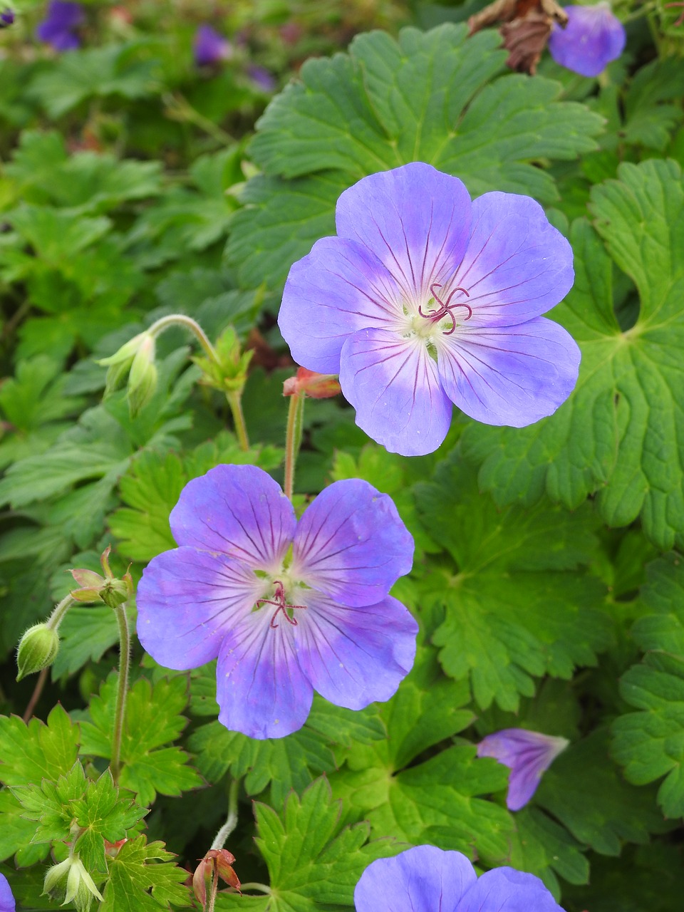 flowers purple flowers purple free photo