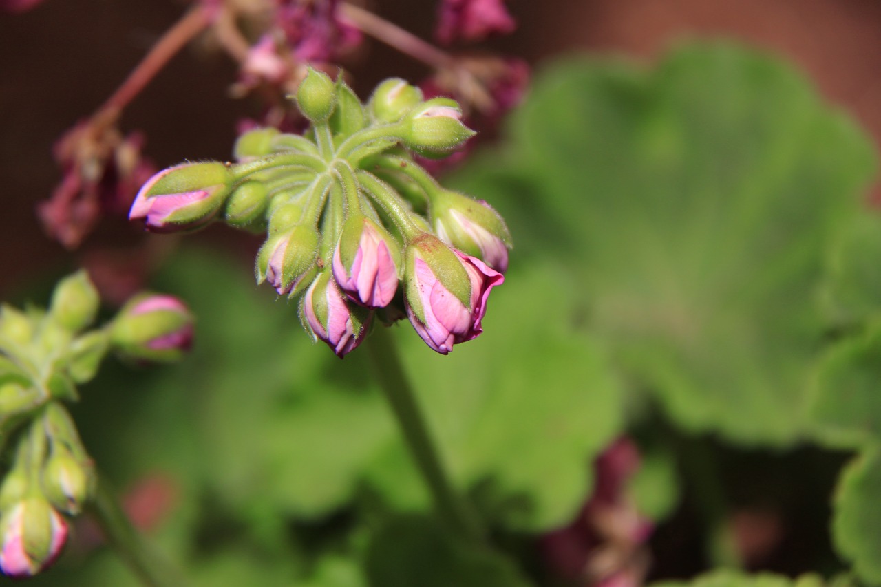 flowers buds bloom free photo