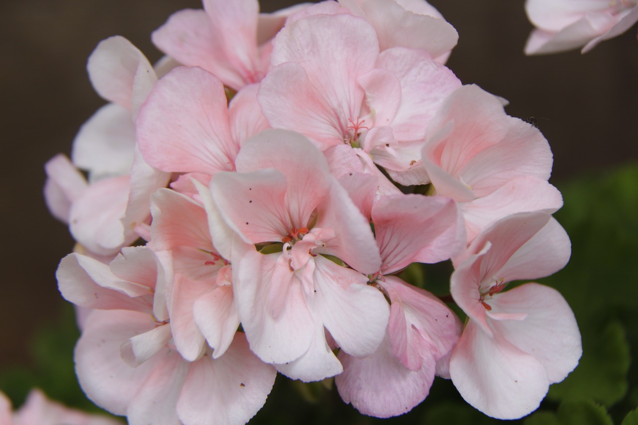 flowers white spring free photo