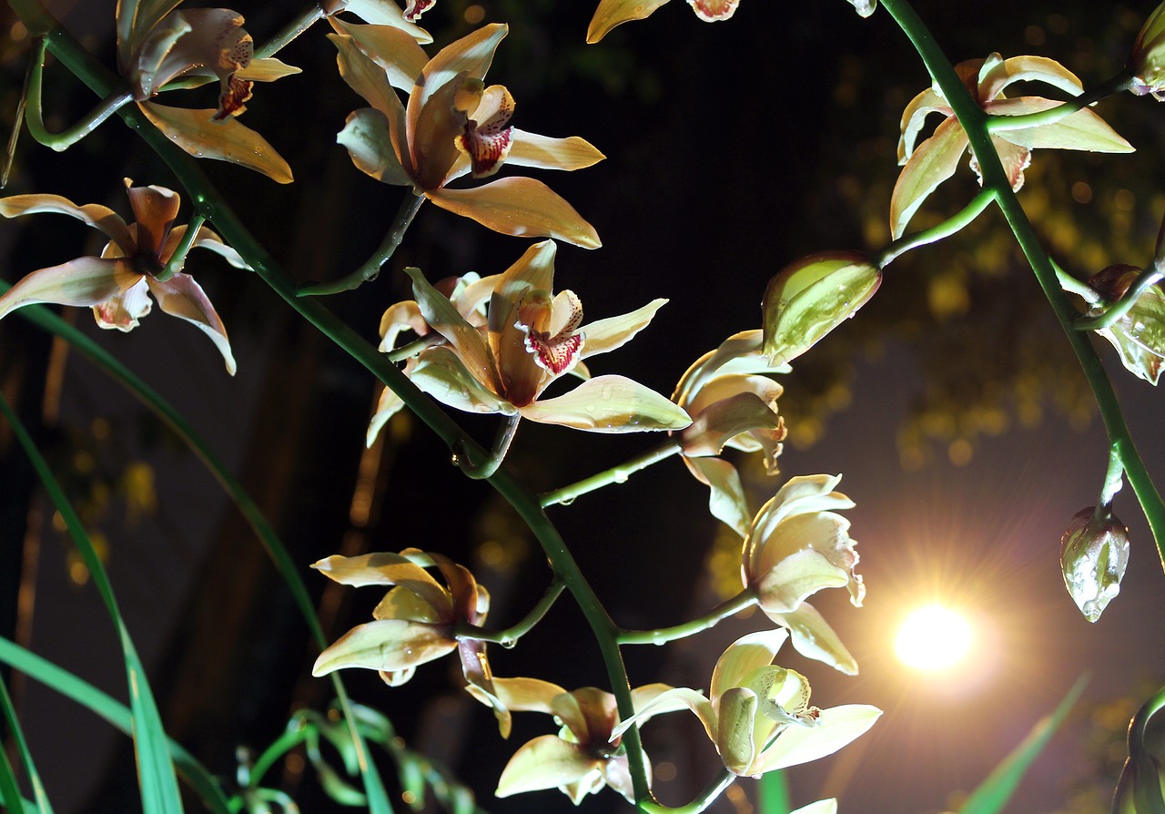 flowers orchid moonlight free photo