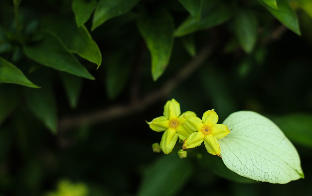 flowers nature small flowers free photo