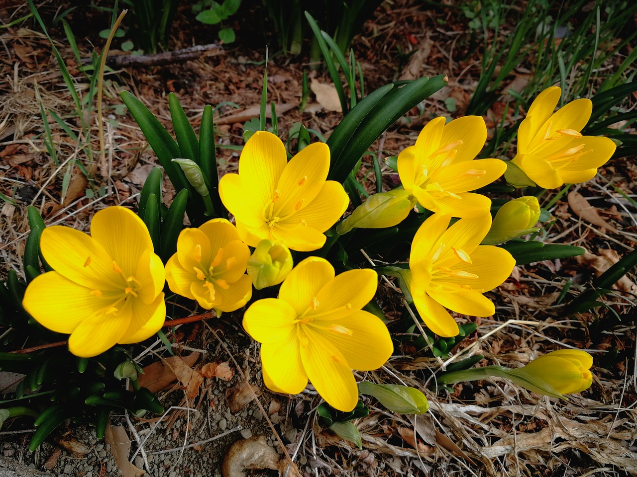 flowers flower nature free photo