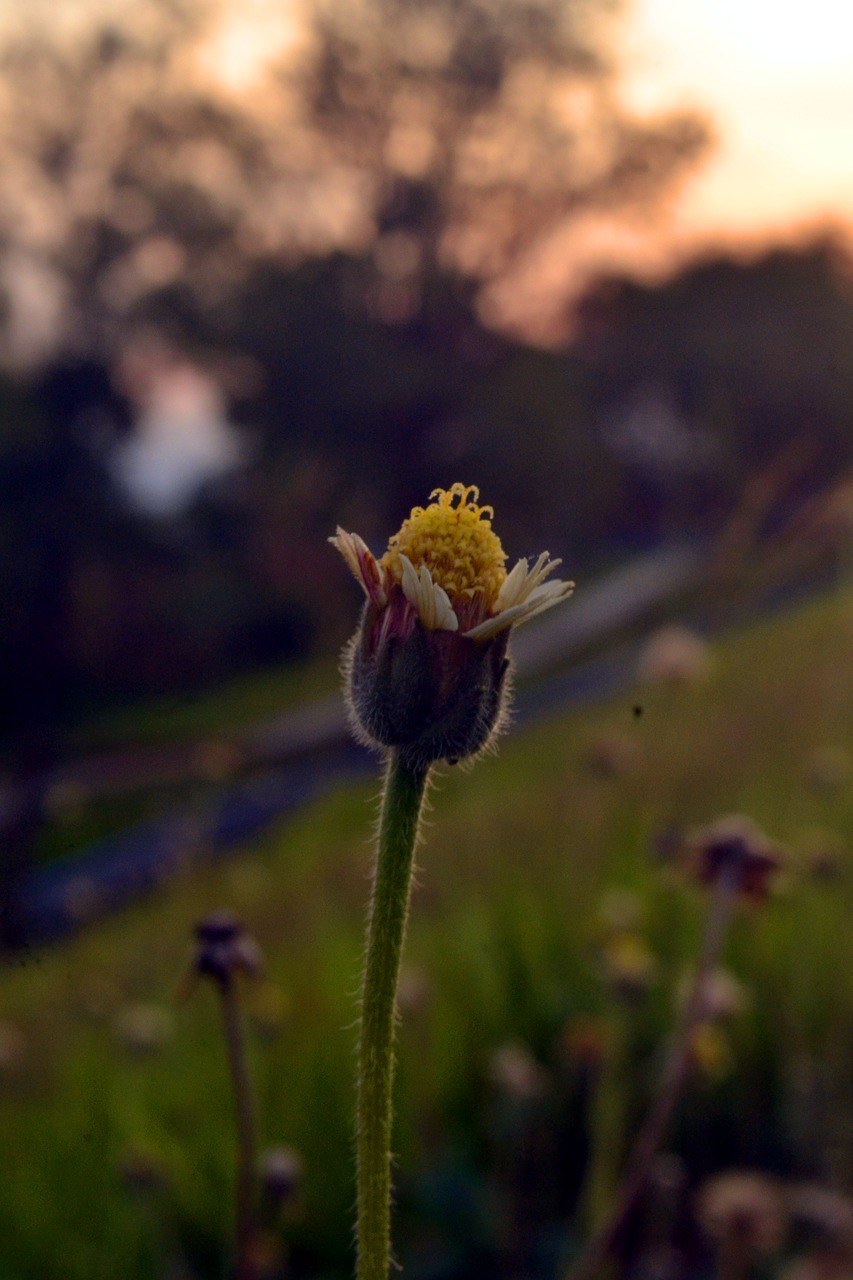 flowers twilight afternoon free photo