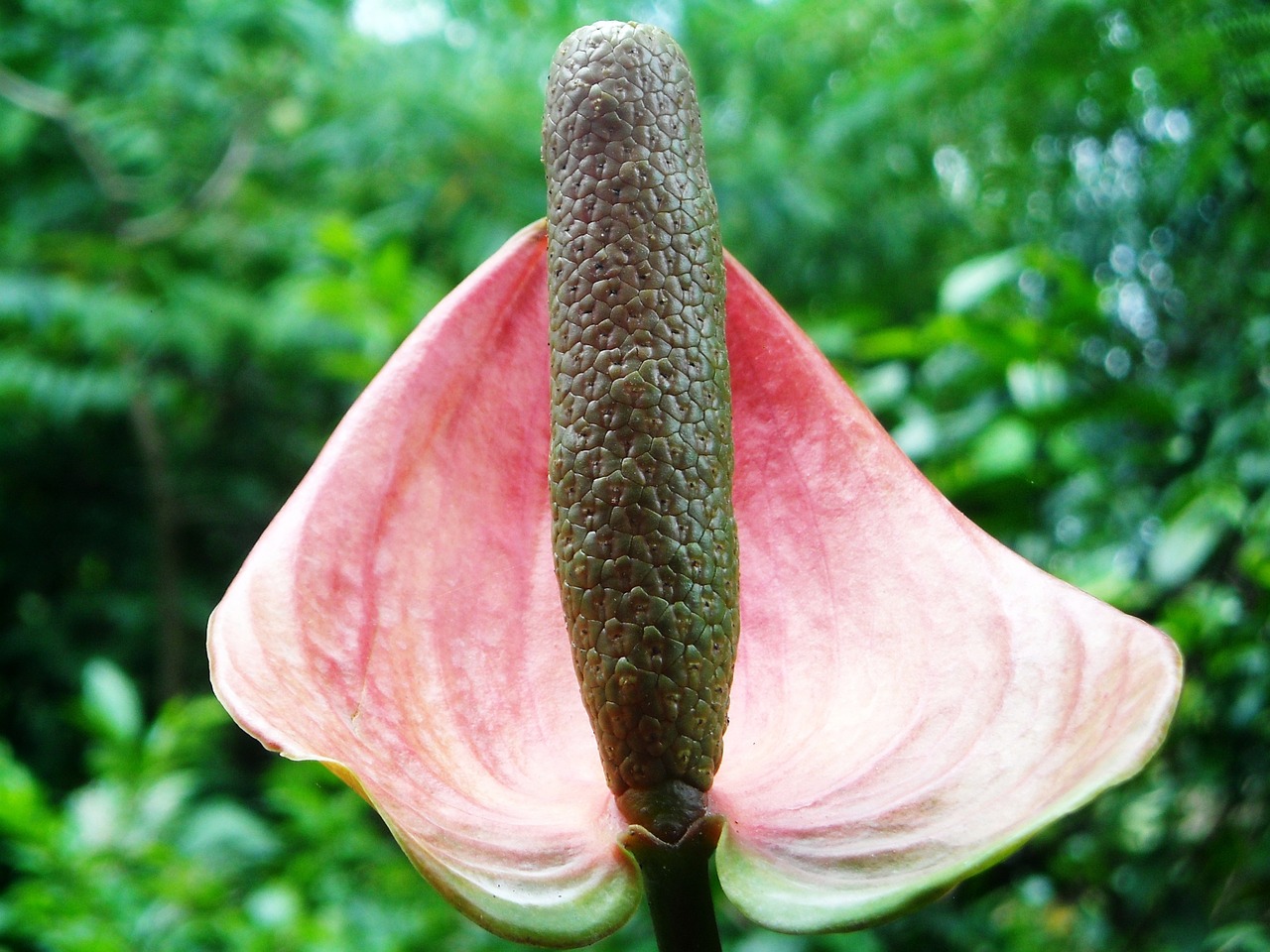 flowers anthurium crystallinum red free photo