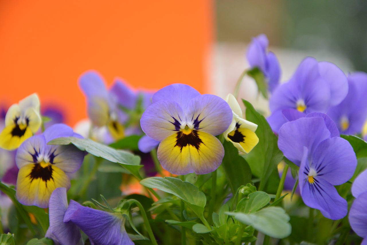 flowers mini thoughts yellow free photo