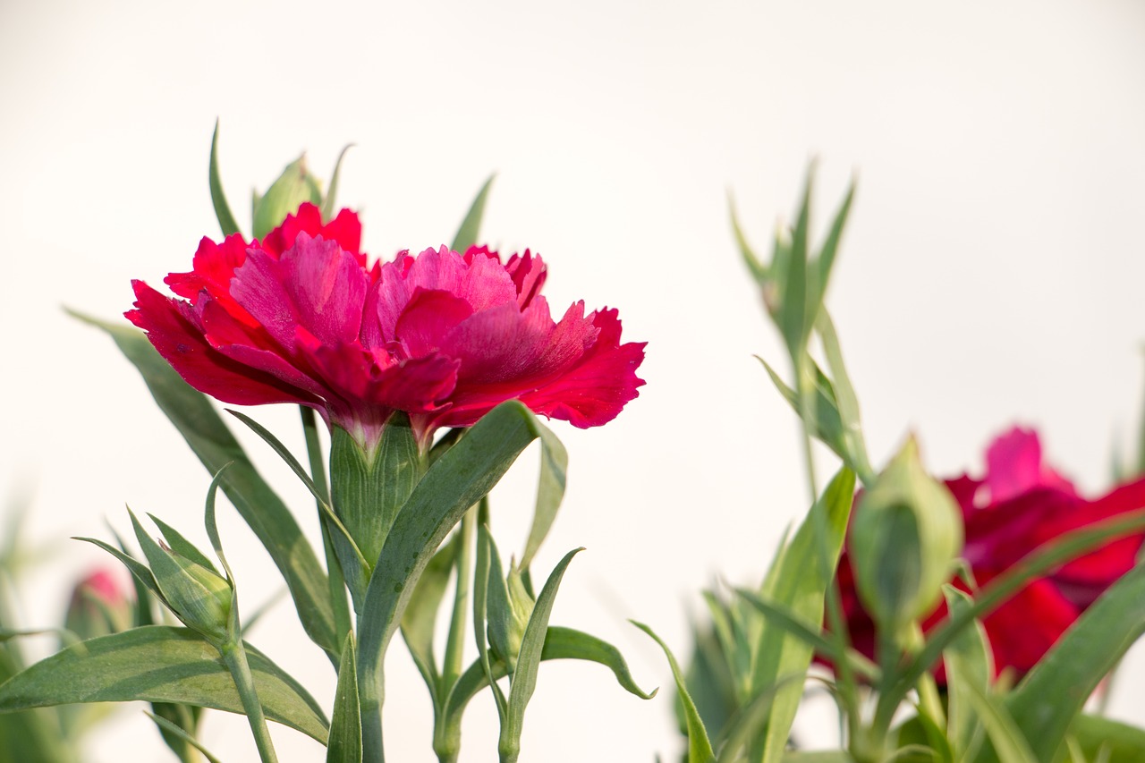 flowers winter flowers dianthus free photo