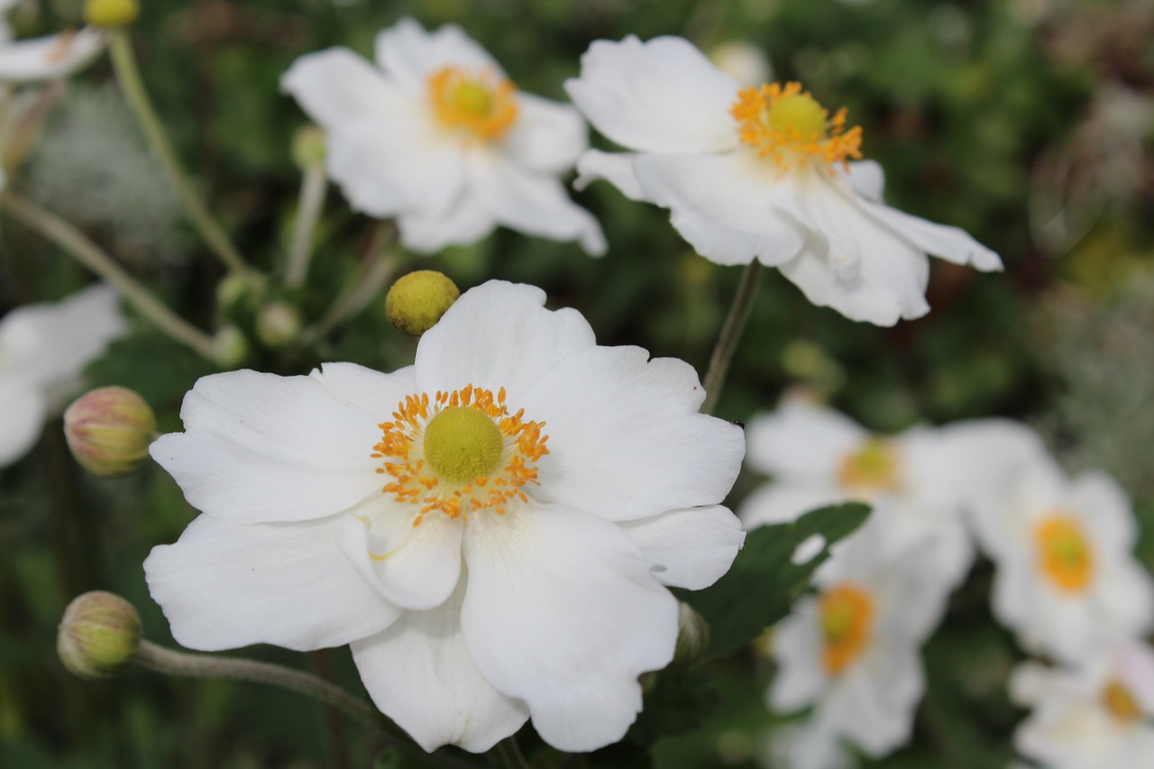 flowers garden colorful free photo