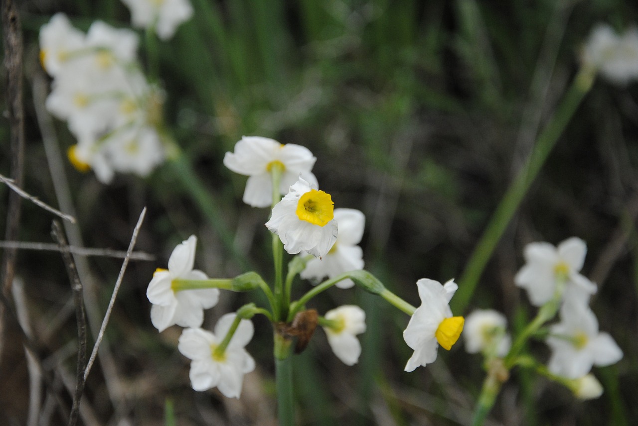 flowers white nature free photo