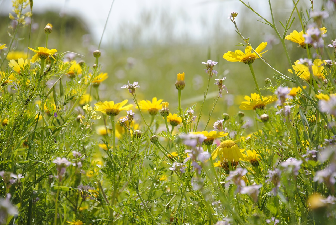 flowers yellow nature free photo