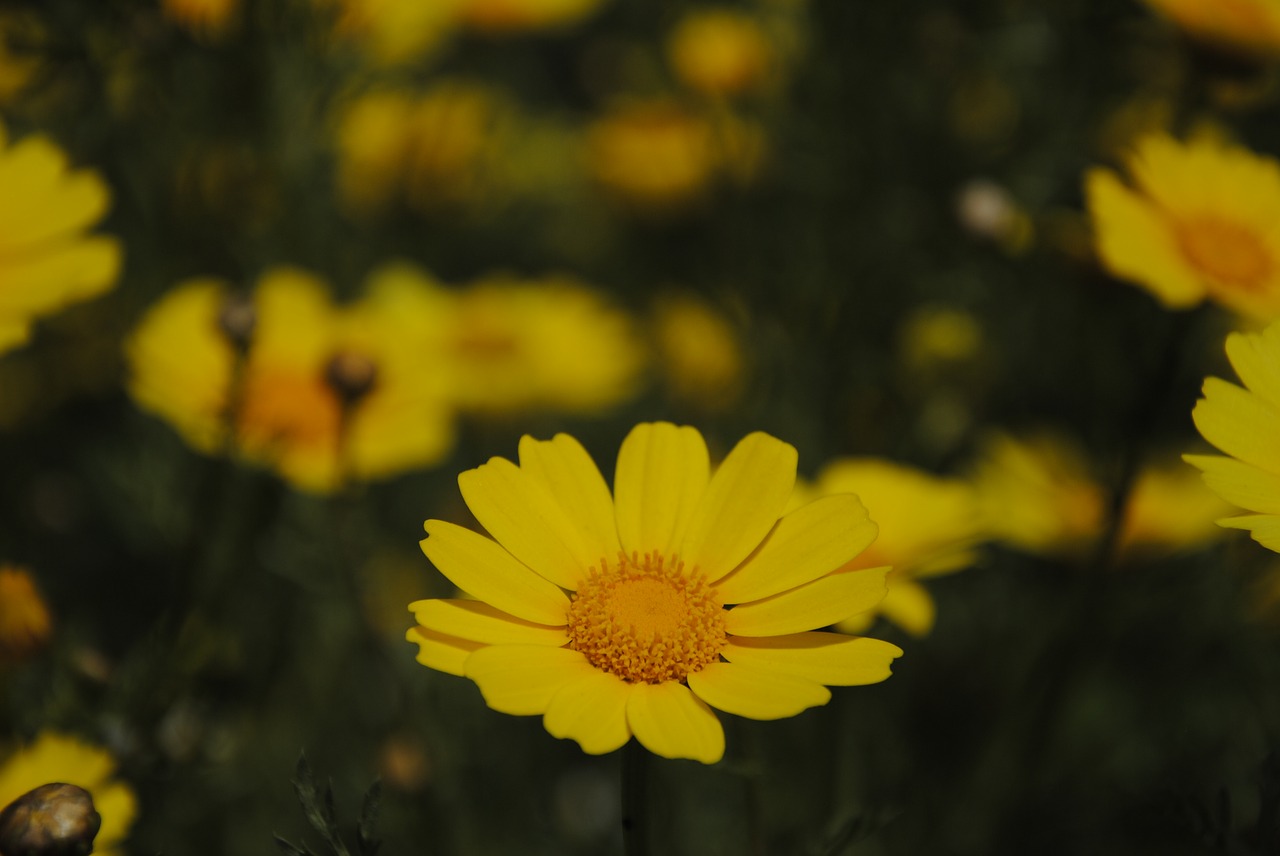 flowers yellow nature