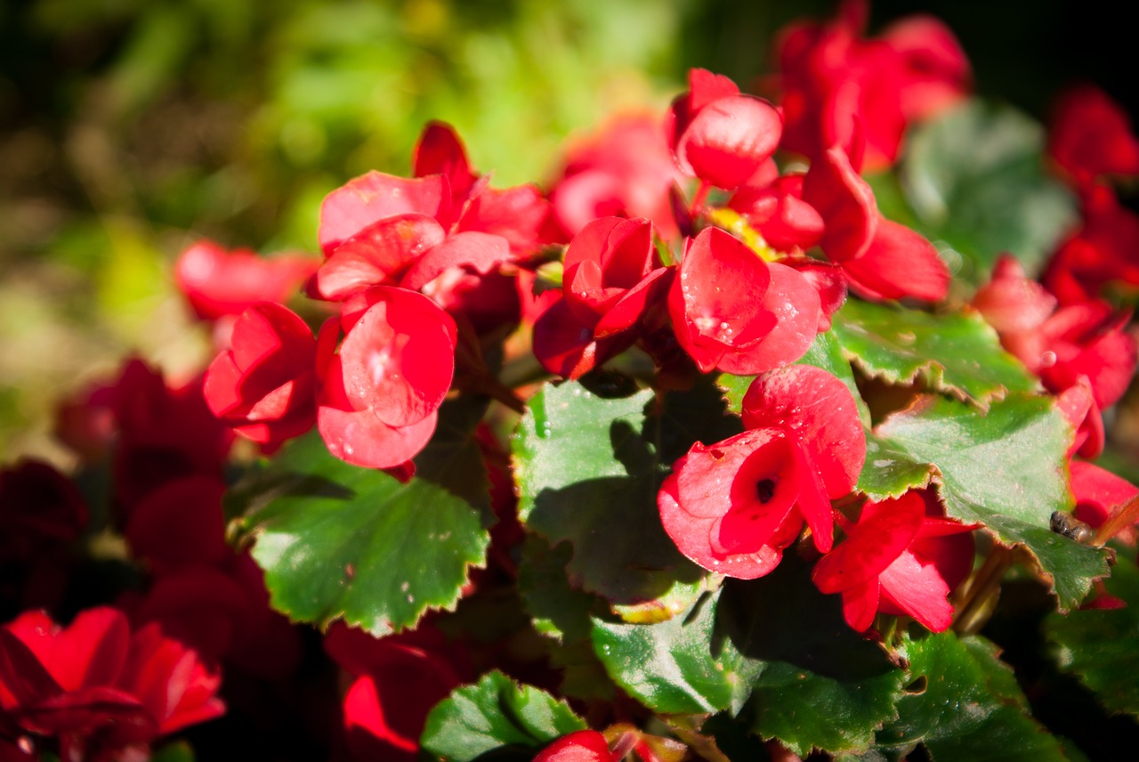 flowers garden sun free photo