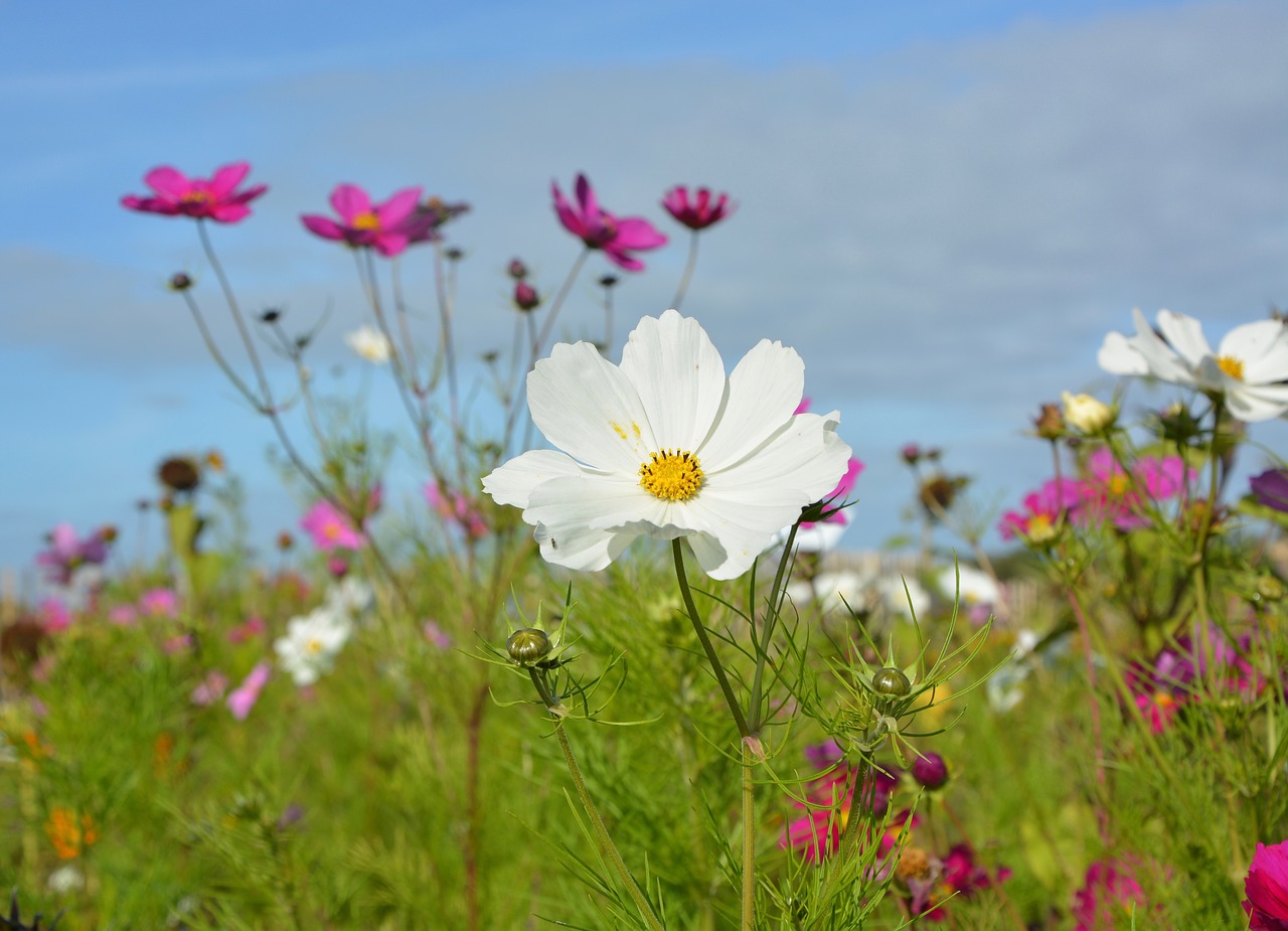 flowers white flower corner rustic free photo