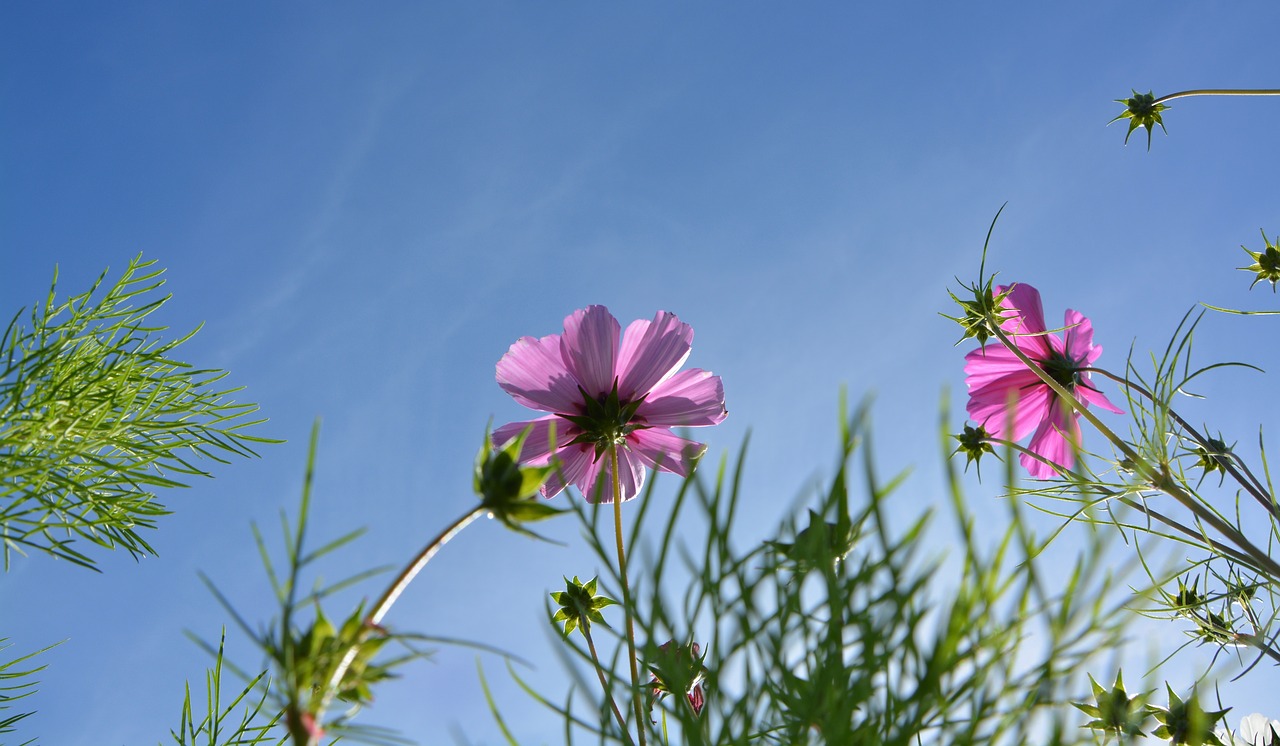 flowers below the flowers blue sky free photo