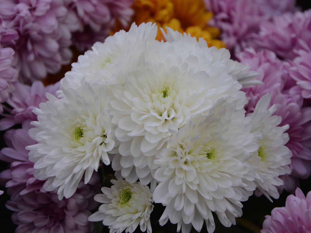 flowers white chrysanthemums flowers fall free photo