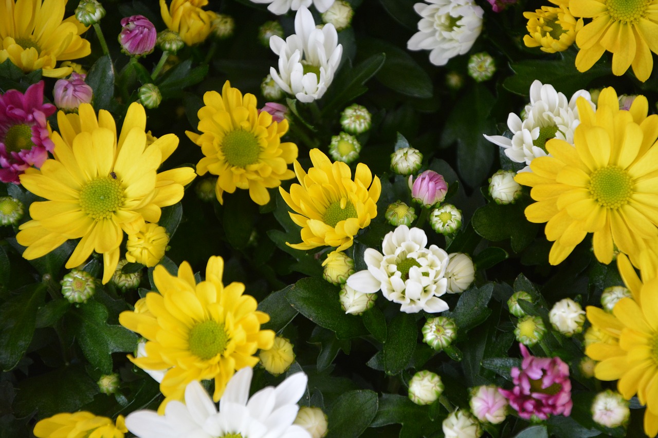 flowers yellow white free photo