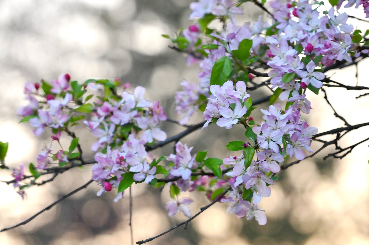 flowers spring cherry blossom free photo