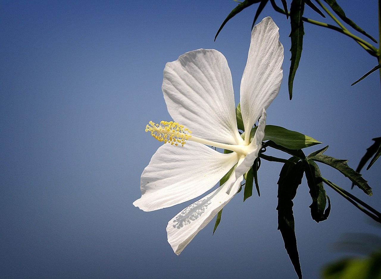 flowers white flower the flowers drink free photo