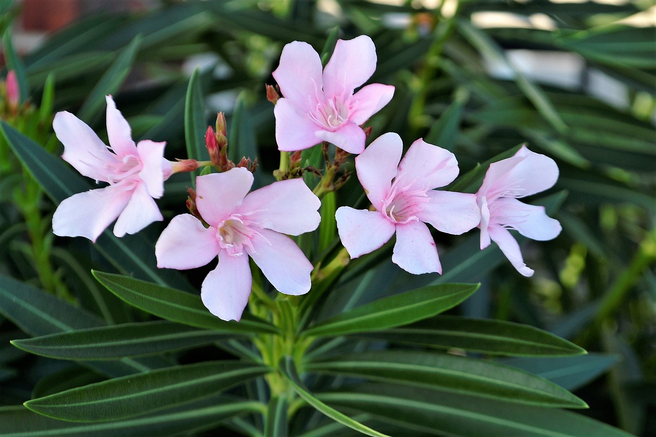 flowers pink white free photo