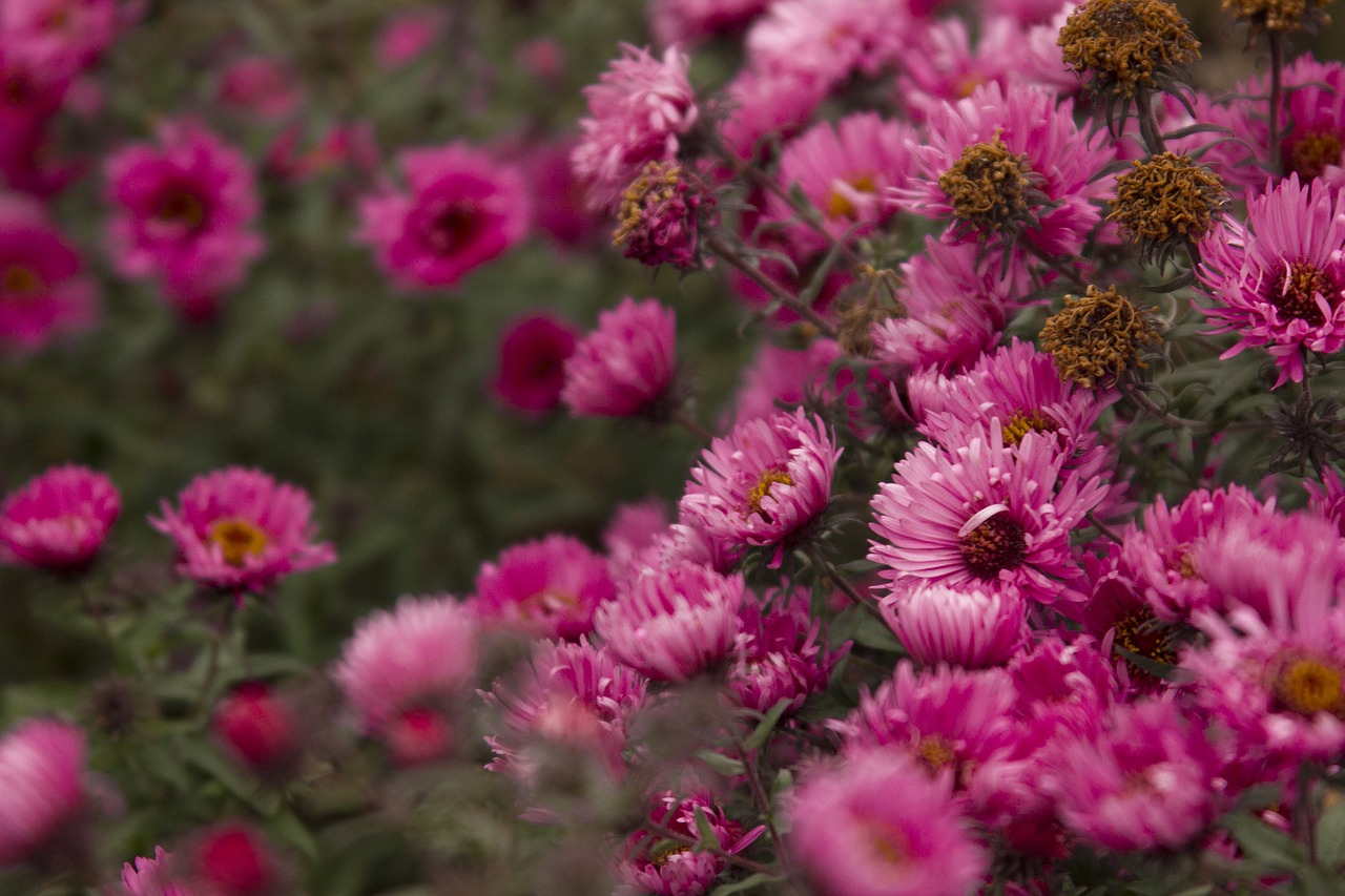 flowers pink nature free photo