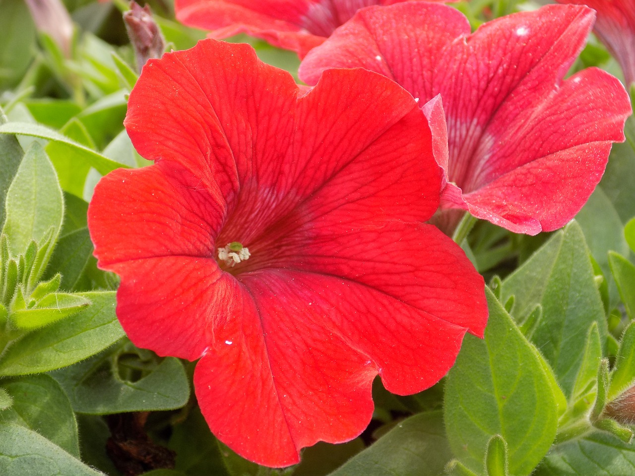 flowers red redflowers free photo