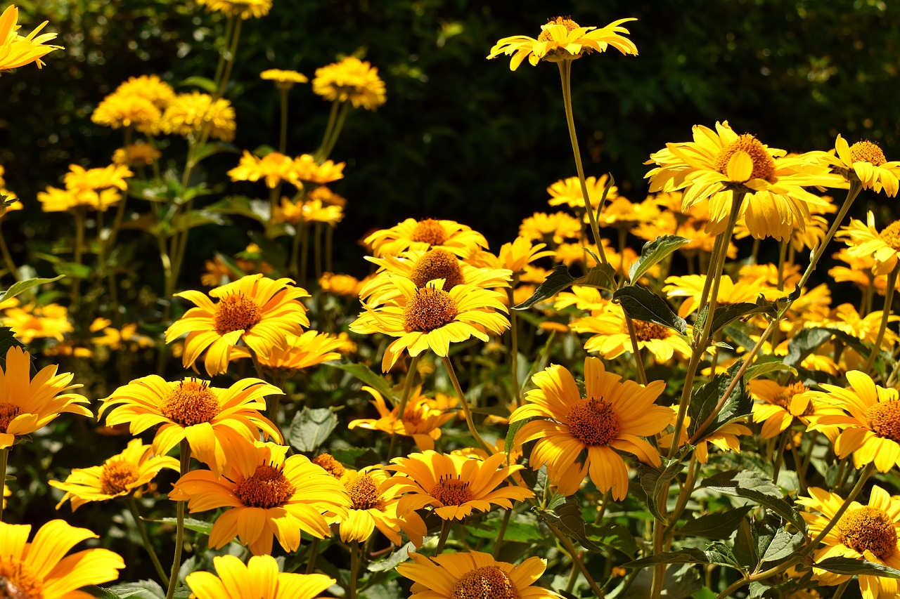 flowers yellow blossom free photo