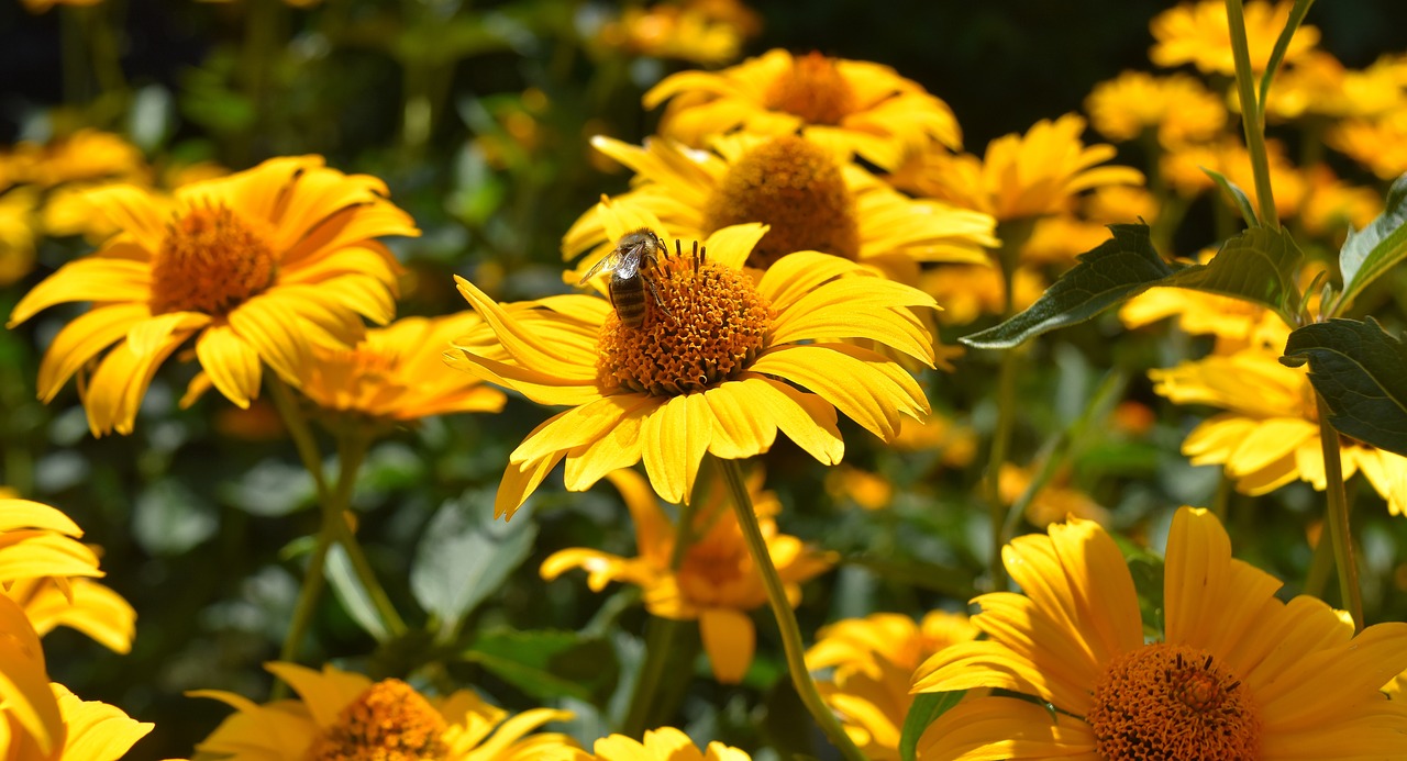 flowers bee yellow free photo