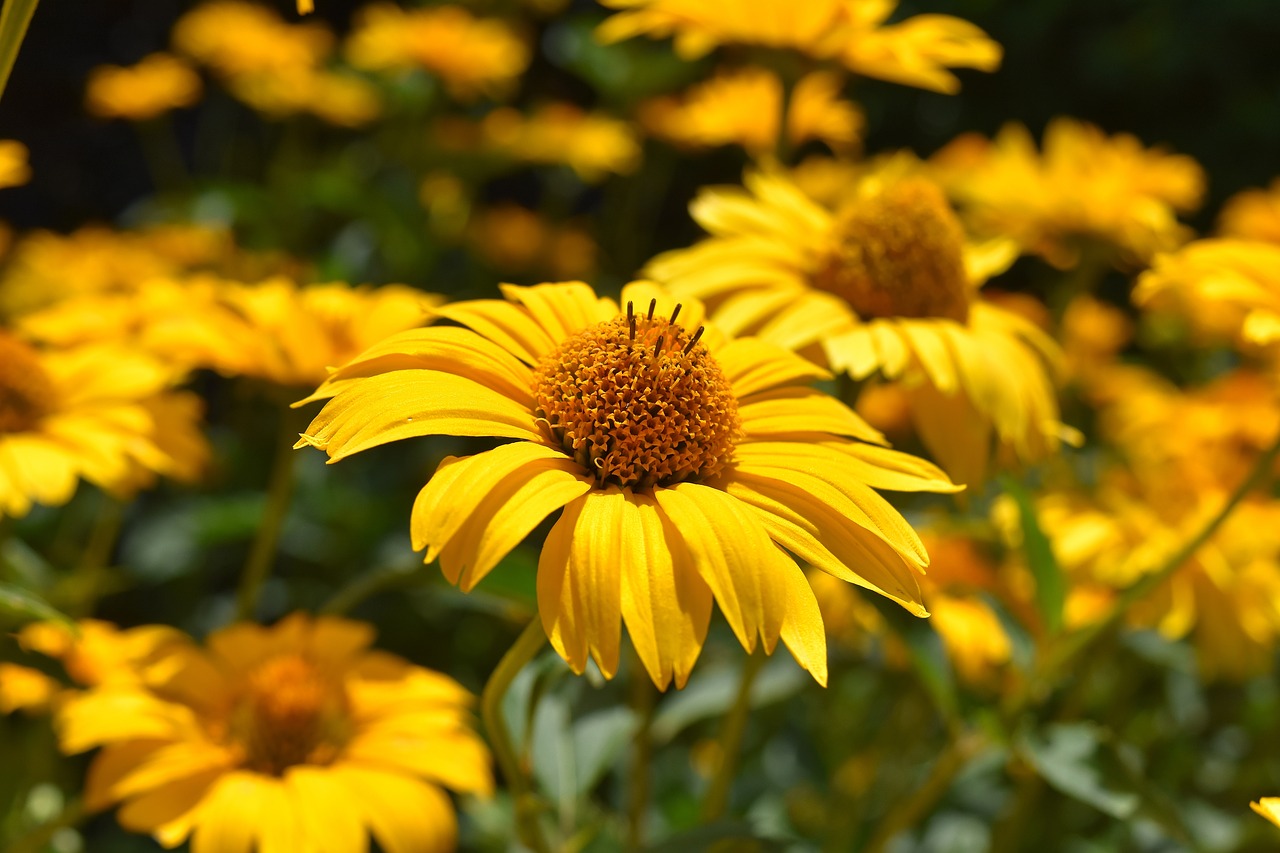 flowers yellow blossom free photo